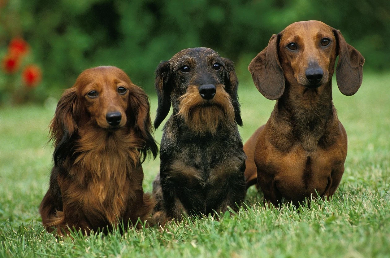 All About Dachshunds 